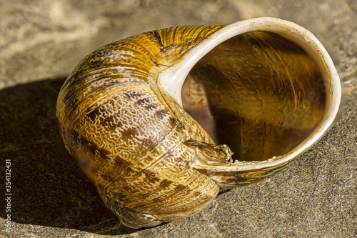 empty snail shell close up photo