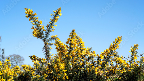 A gorse bush with yellow flowers against a bright blue sky photo