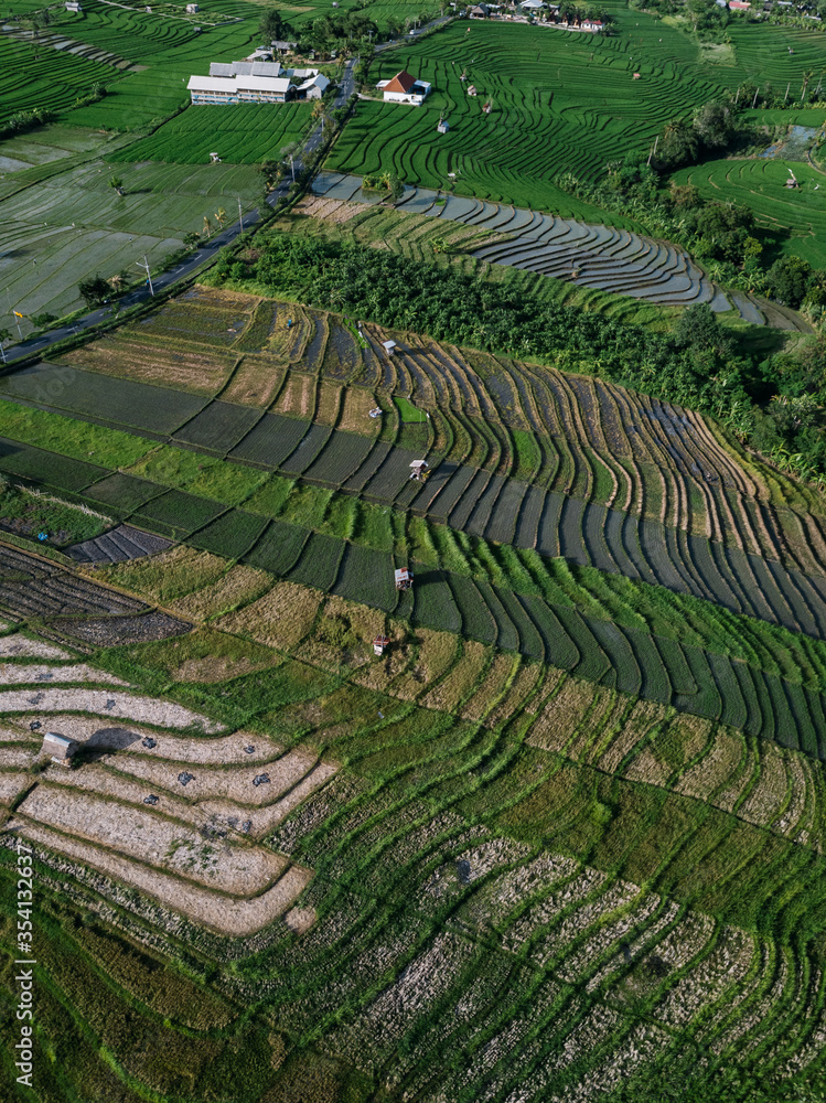 Aerial view of a ricefield in Canggu, Bali Aerial view of a ricefield in Canggu, Bali