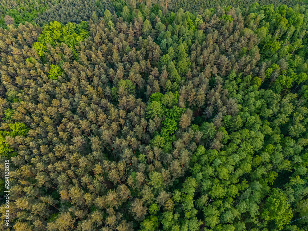 aerial view of a forest