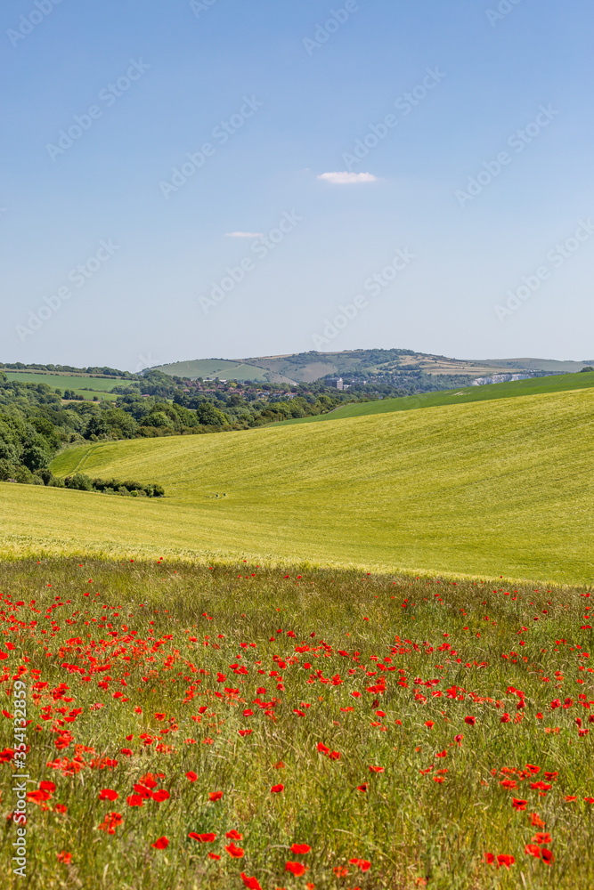 A South Downs landscape with poppies and a wheat field