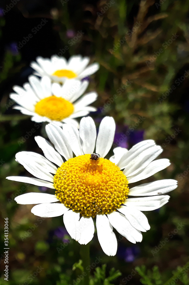 Fototapeta premium Daisies, chamomile flowers in the spring in green fields. insects placed on daisies in a daisy field.