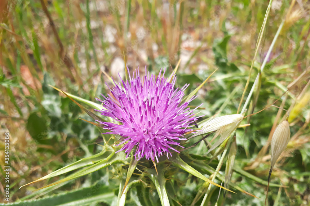 Milk thistle seen in spring and summer Milk thistle seen in spring and summer