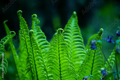 Beautiful fern leaves on a green background.