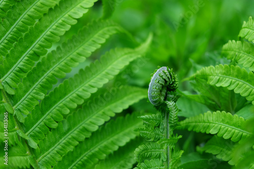 Beautiful fern leaves on a green background.