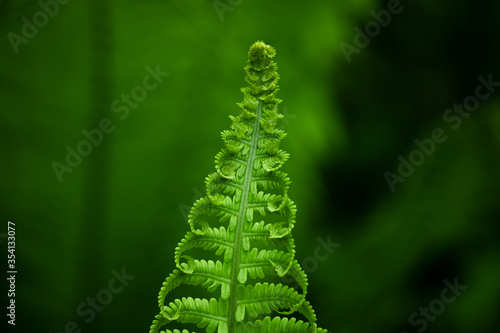Beautiful fern leaves on a green background.