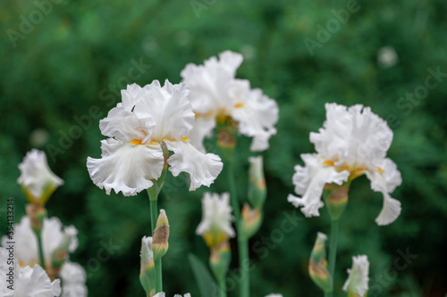 Beautiful white iris flower grow in the garden.