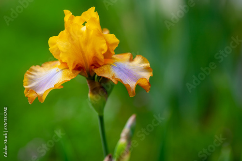 Beautiful iris flower grow in the garden.