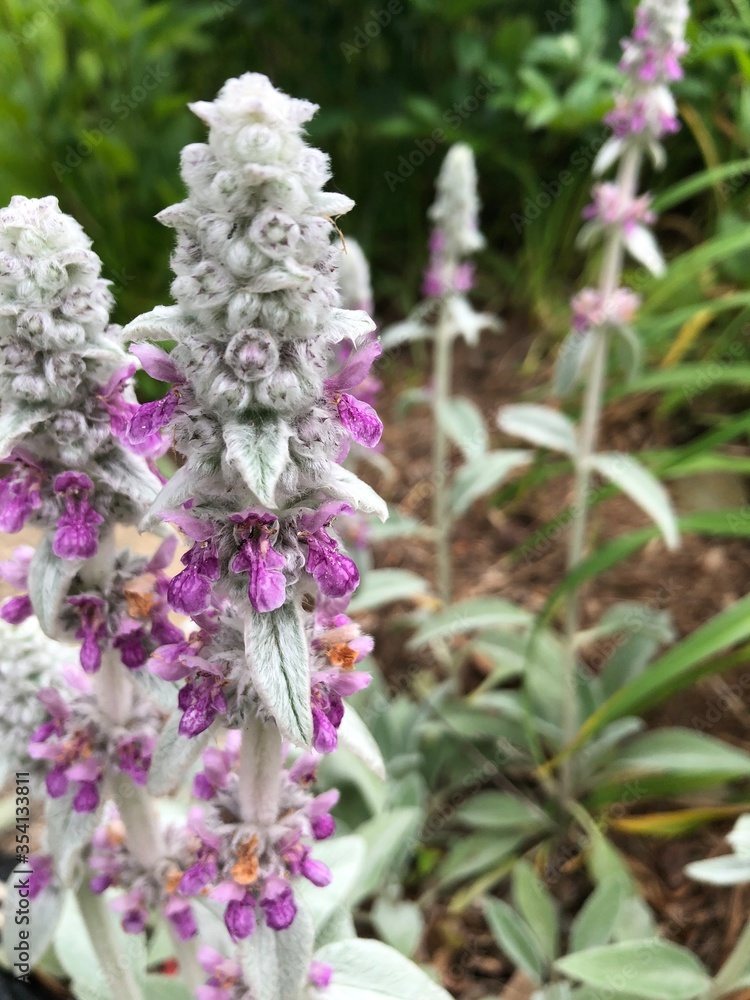 Fototapeta premium flower