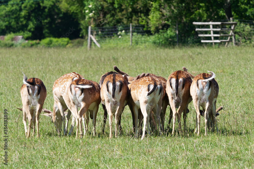 herd of fallow deer close up