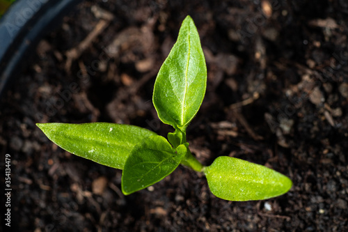 Pepper seedling