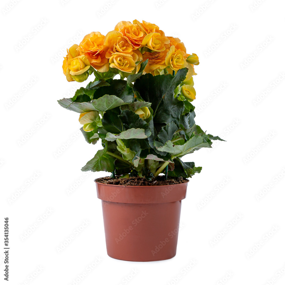 Yellow begonias in a brown pot isolated on a white background Yellow begonias in a brown pot isolated on a white background