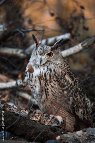 Eurasian eagle-owl in the autumn forest