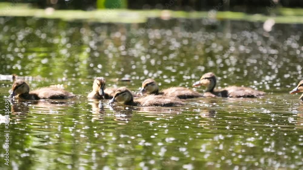 Group Of Duck Birds Floating In summer Pond,close up shot Group Of Duck Birds Floating In summer Pond,close up shot