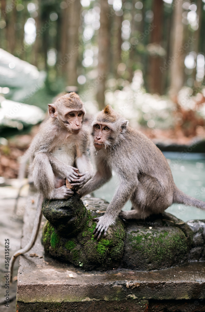 Monkeys in Ubud Monkey Forest, Bali, Indonesia Monkeys in Ubud Monkey Forest, Bali, Indonesia
