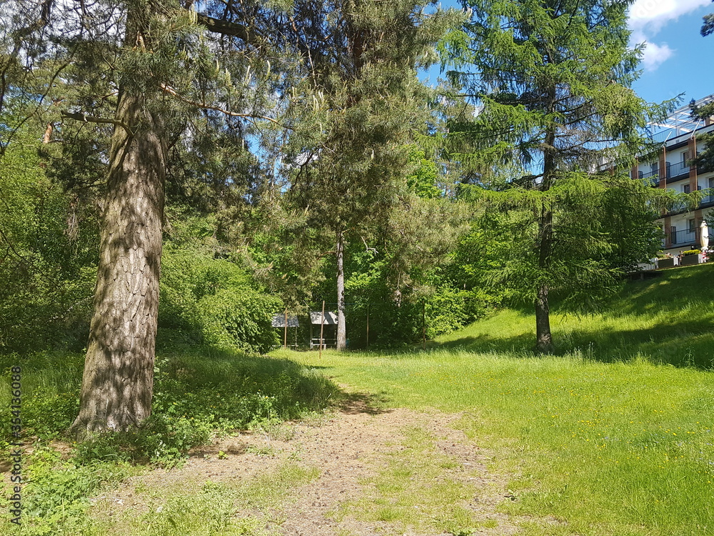 Obraz premium Las Augustów