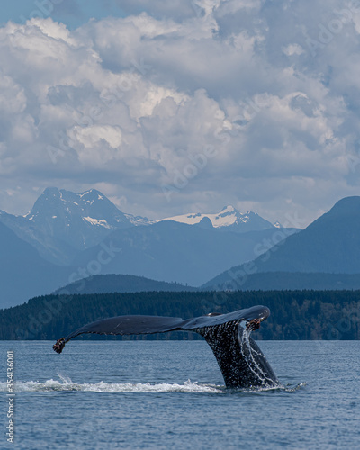 Humpback whale diving with mountains in the background, canada