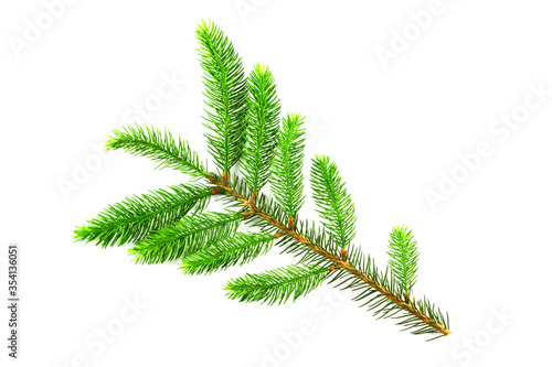 A branch of young needles  Christmas trees isolated on a white background