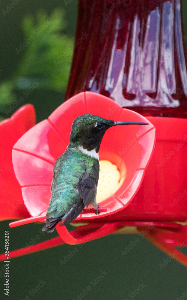 Fototapeta premium hummingbird sitting on a feeding station