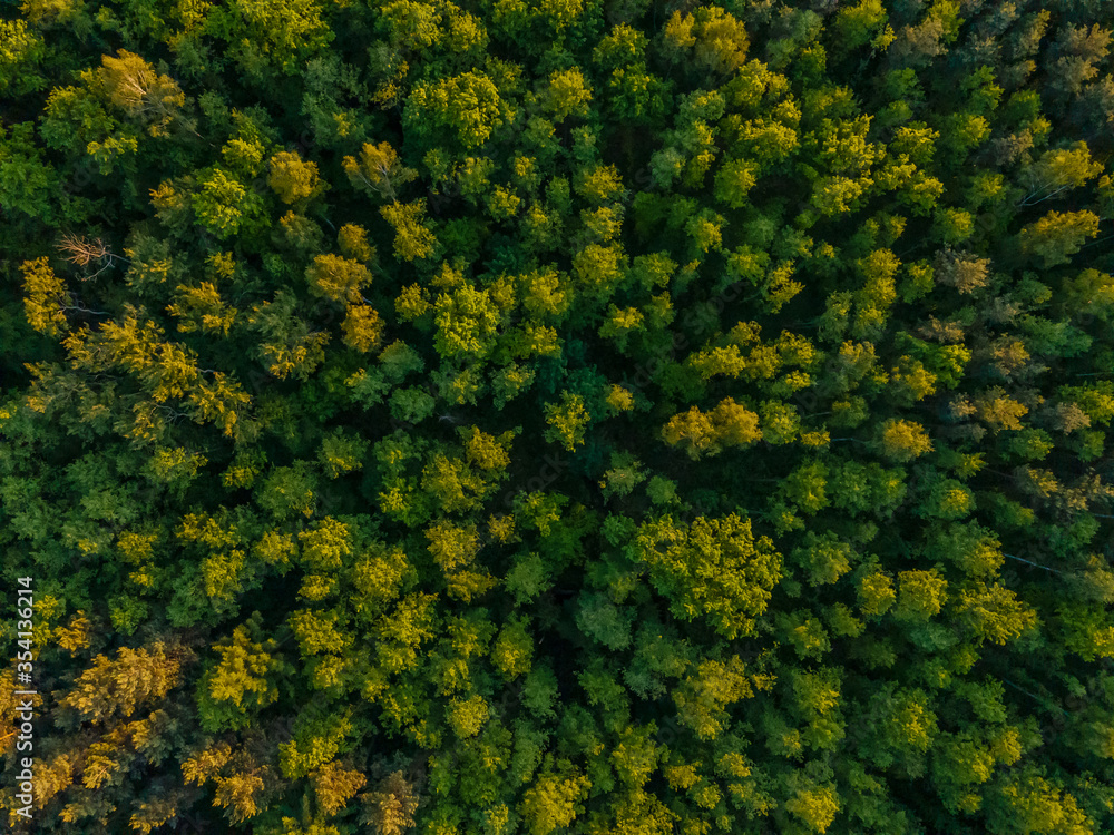 Naklejka premium aerial view of a forest