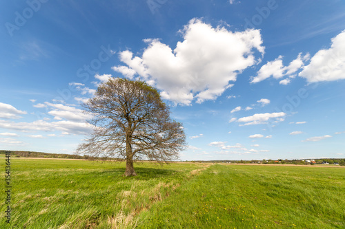 Lonely tree on the field in summer day