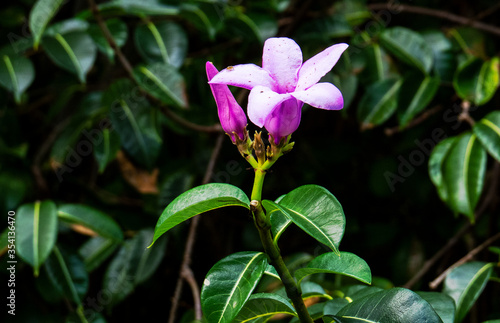 Cute purple flowers with deep green leaves from inside the ancient Mayan city of Tulum in Quintana Roo  Mexico.