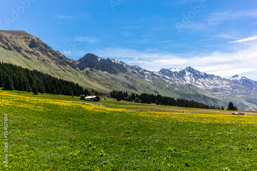 Old traditional wood chalet on the alpine meadows covered in green grass and colorful flowers in Switzerland during spring