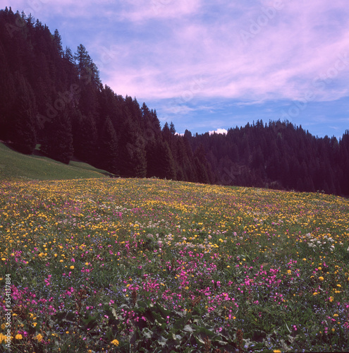 Alpine meadows covered in green grass and colorful flowers in Switzerland during spring, shot with analogue film slide technique