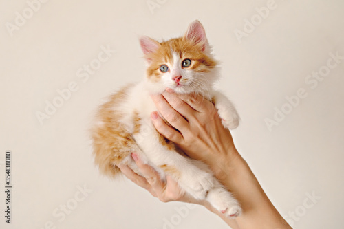 Home ginger kitten in hands