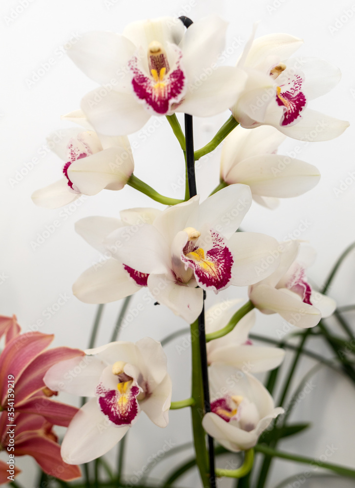 Close up of  beauty colorful orchid flower