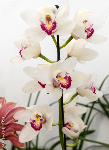 Fototapeta Naklejka Na Ścianę i Meble -  Close up of  beauty colorful orchid flower