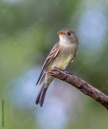 Schilderij op canvas Eastern Wood Pewee (Contopus virens) during migration, Galveston, Texas, USA