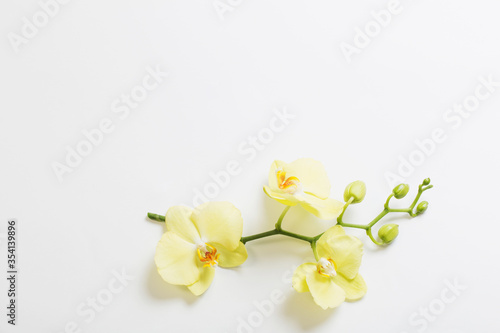 yellow orchids flowers on white background