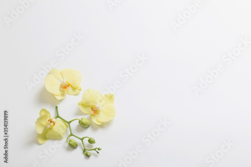 yellow orchids flowers on white background
