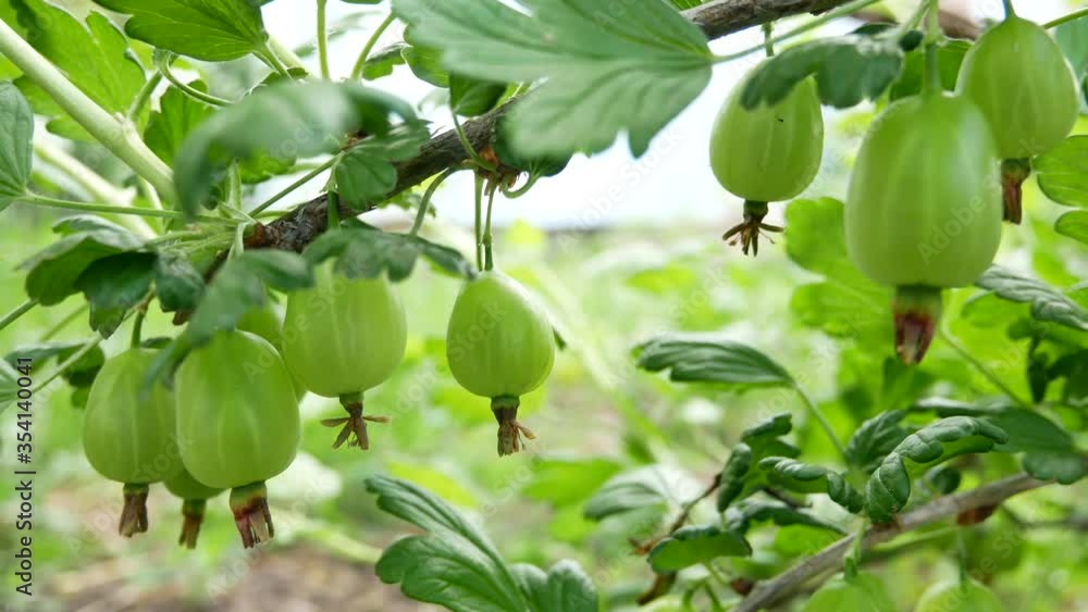 Green berries of a gooseberry on a branch in the garden. Ripening of the berry harvest Green berries of a gooseberry on a branch in the garden. Ripening of the berry harvest