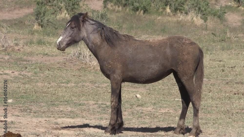 Wild Horse in the Utah Desert Wild Horse in the Utah Desert