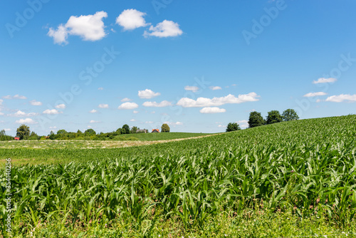 Fototapeta Naklejka Na Ścianę i Meble -  Mazury Garbate 25