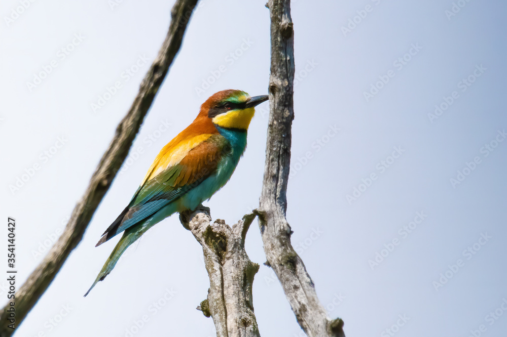 Obraz premium The European bee-eater (Merops apiaster)