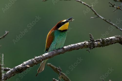 The European bee-eater (Merops apiaster)