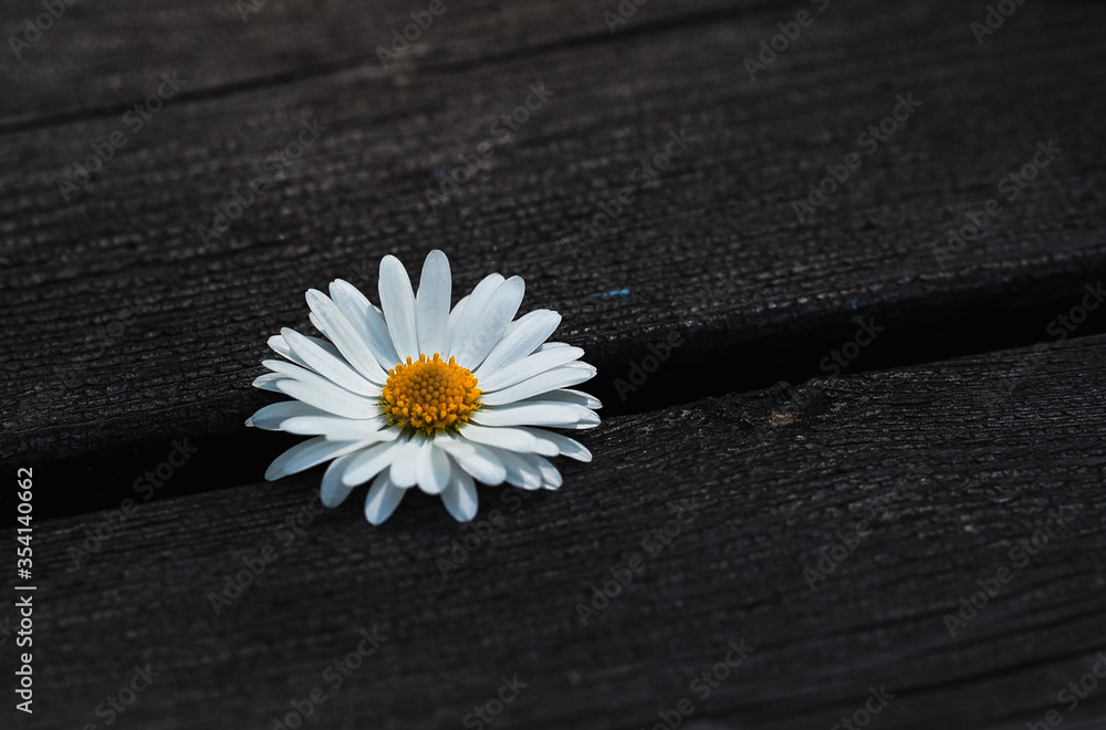 Obraz premium daisy on black background