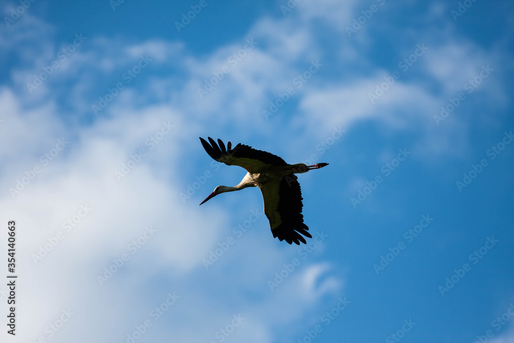 Flying graceful stork in the sky.
