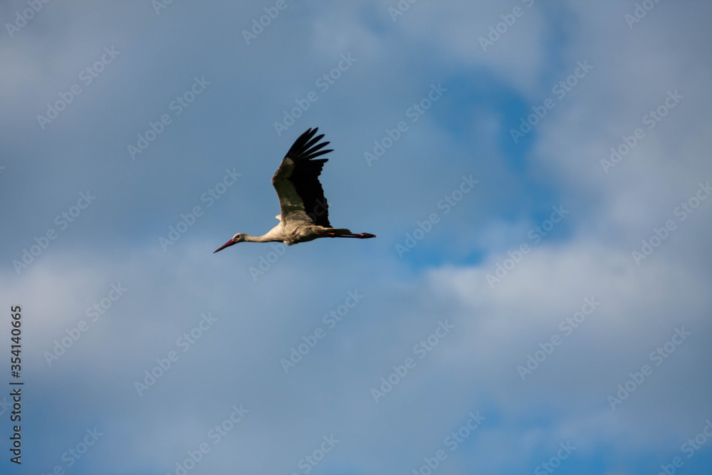 Naklejka premium Flying graceful stork in the sky.