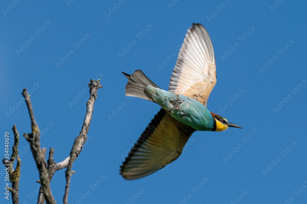 Obraz premium The European bee-eater (Merops apiaster)