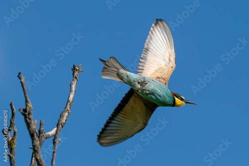 The European bee-eater (Merops apiaster)