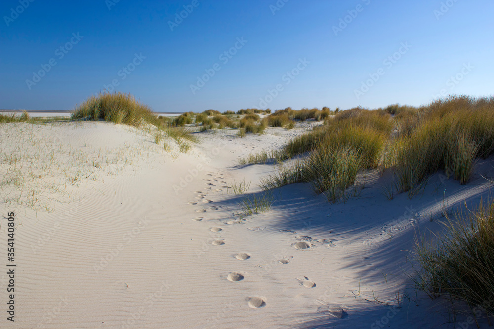 the dunes, Renesse, Zeeland, the Netherlands the dunes, Renesse, Zeeland, the Netherlands