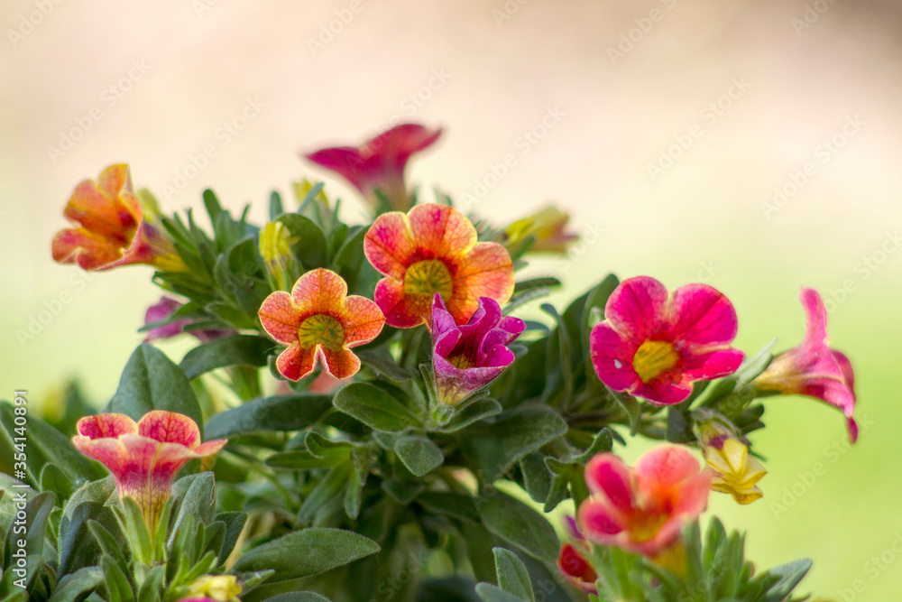 petunia (Petunia hybrida) flowers in the garden petunia (Petunia hybrida) flowers in the garden