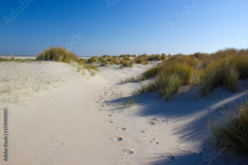 the dunes  Renesse  Zeeland  the Netherlands