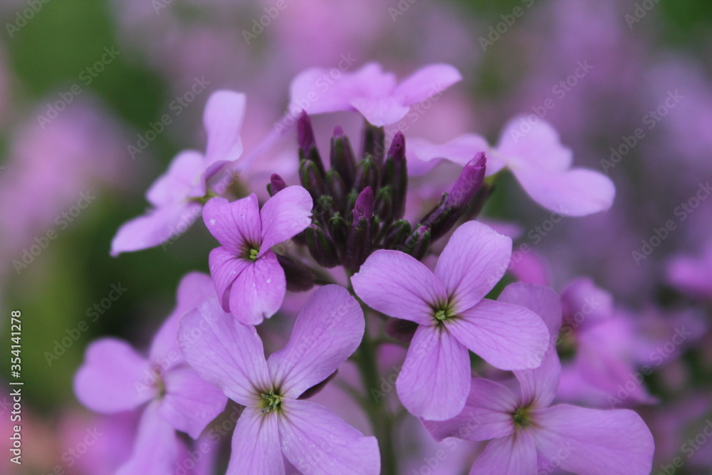 close up of lilac flowers