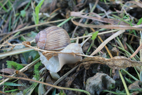 snail on a leaf