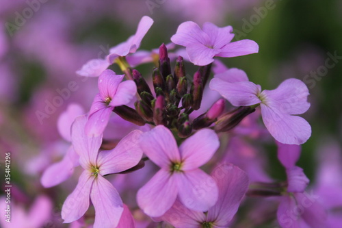 close up of lilac flowers